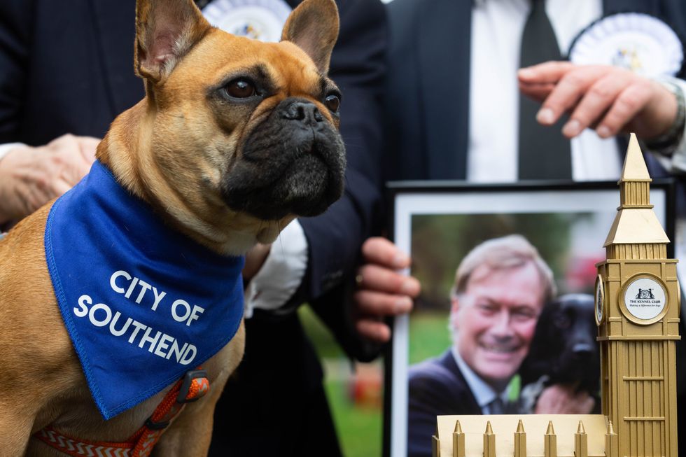 Sir David Amess\u2019 French Bulldog, Vivienne won the the Westminster Dog of the Year competition