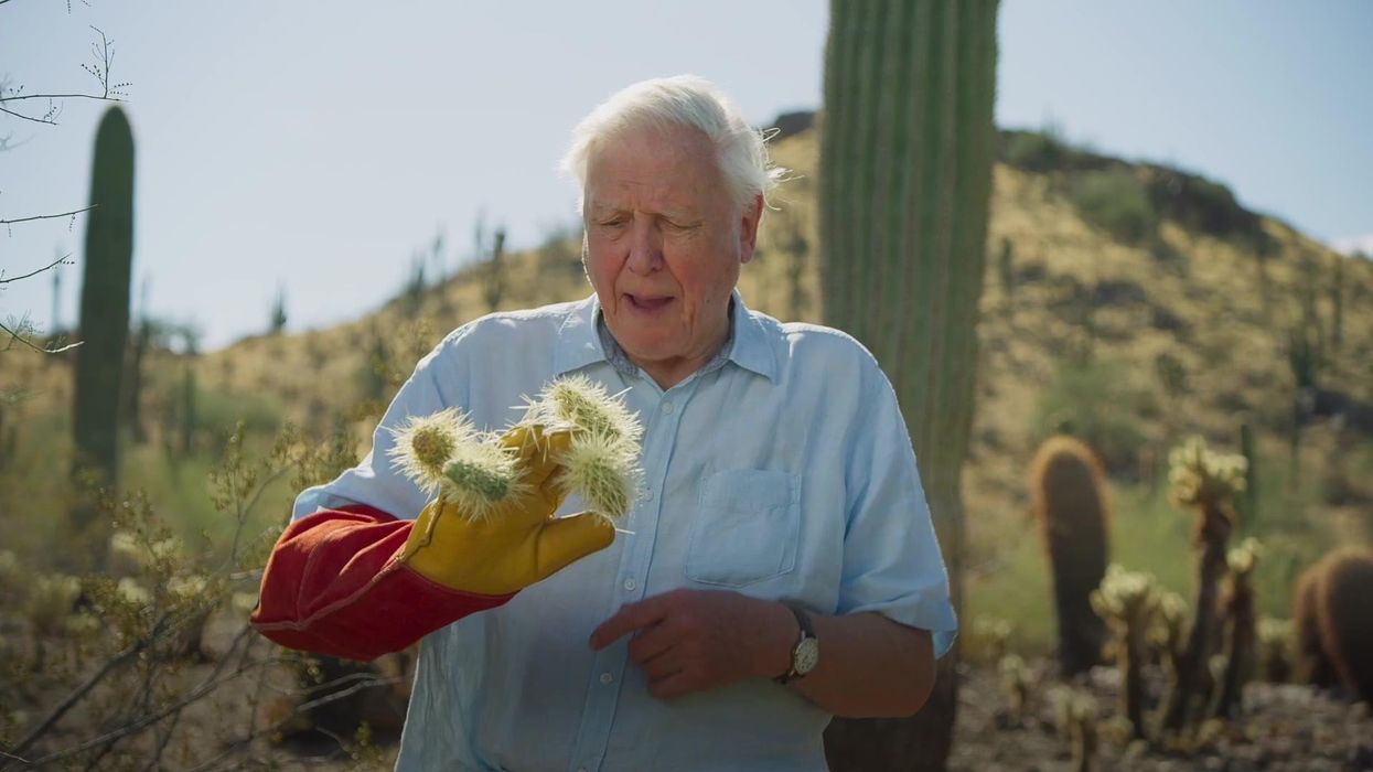 Dinosaur fans are rejoicing about the new David Attenborough documentary