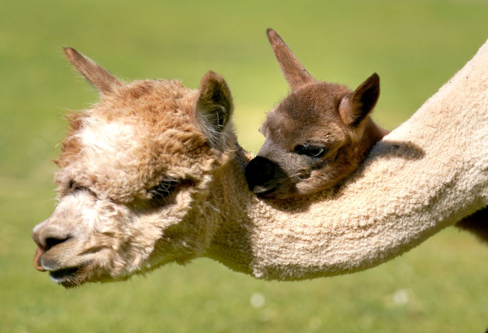 Baby alpaca settling into life at safari park