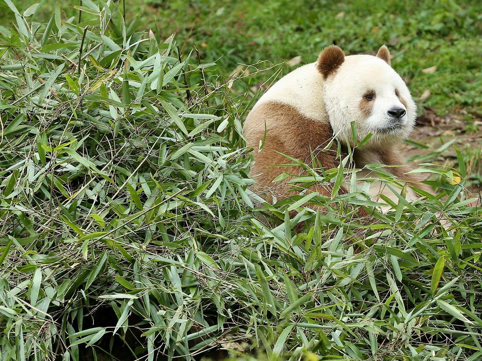 Six-year-old brown giant panda Qizai forages for food in the Qinling Giant Panda Field Training Base in Foping County, northwest China's Shaanxi Province