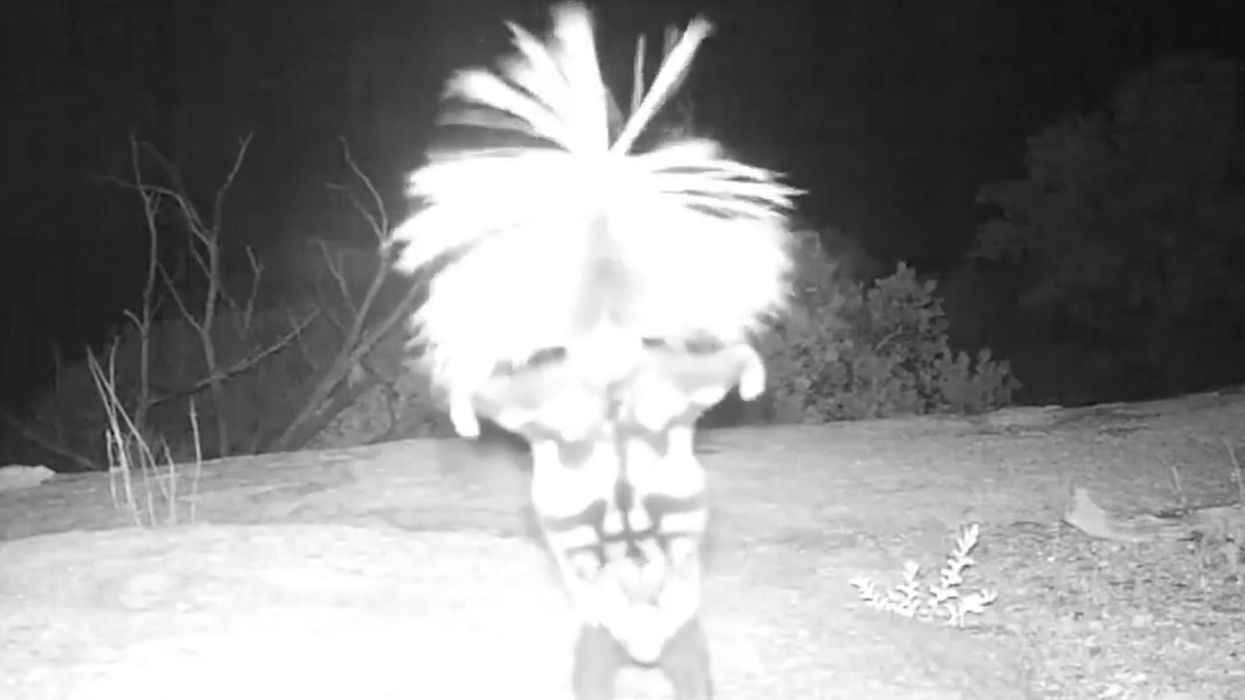 Skunk caught 'practising gymnastics' on night camera at national park