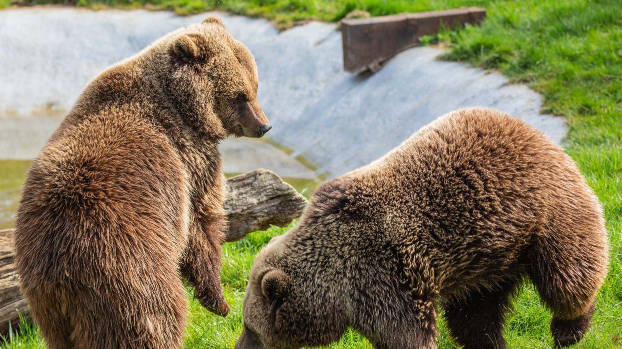 Sleeping Beauty and Cinderella emerge from hibernation at Whipsnade Zoo
