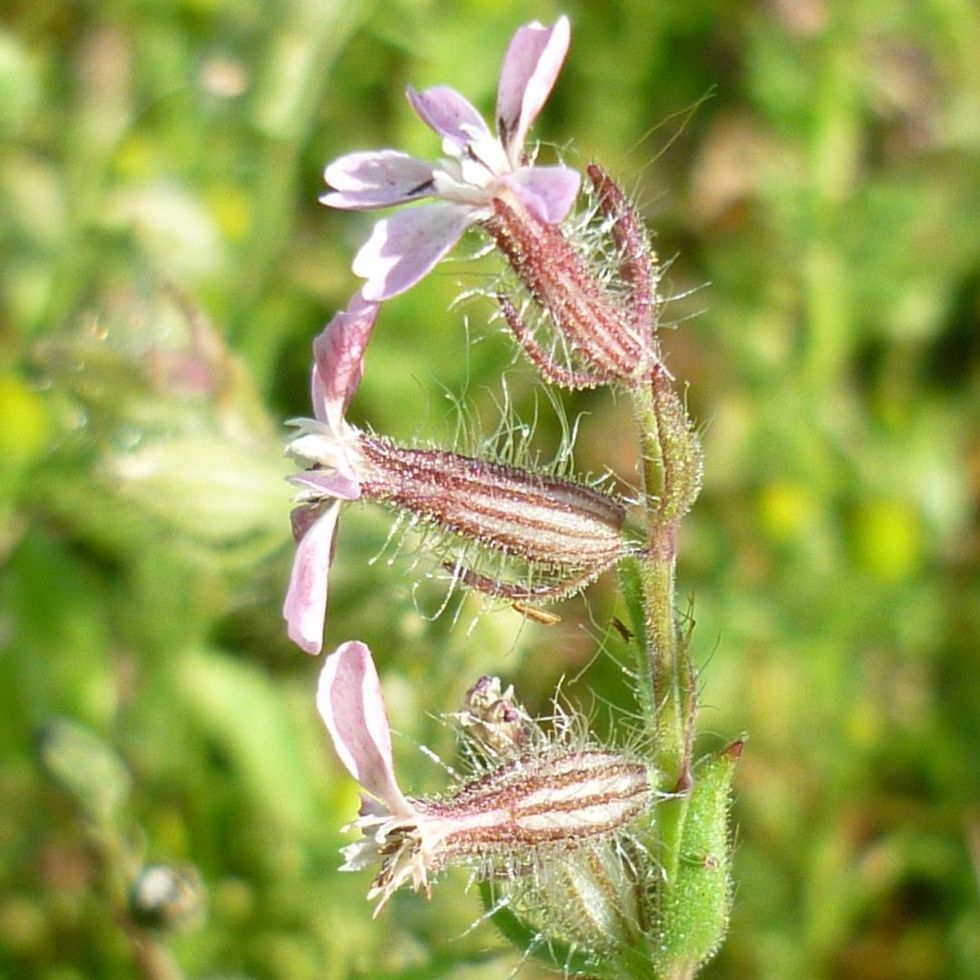 Small-flowered Catchfly