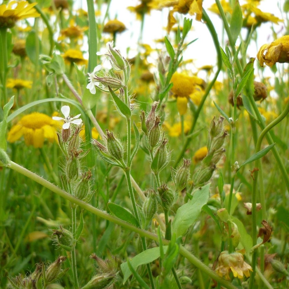 Small-flowered Catchfly
