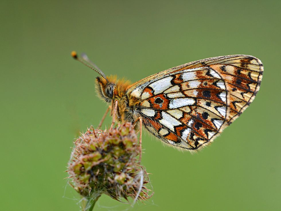 Small Pearl-bordered Fritillary