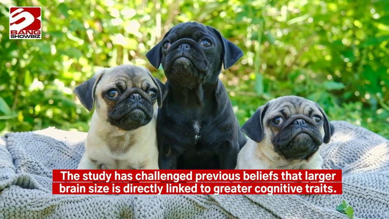 Scientists discover humans can connect with dogs' brains just by looking at them