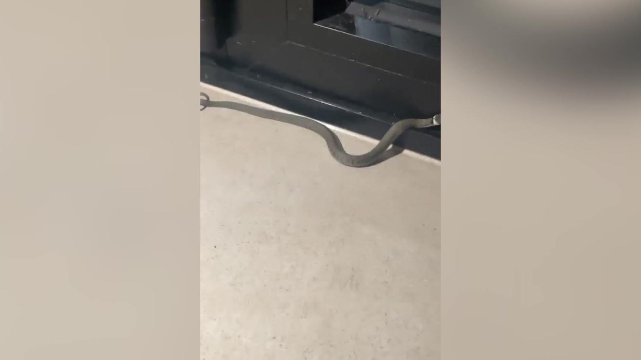 Two year old girl kills snake by biting it