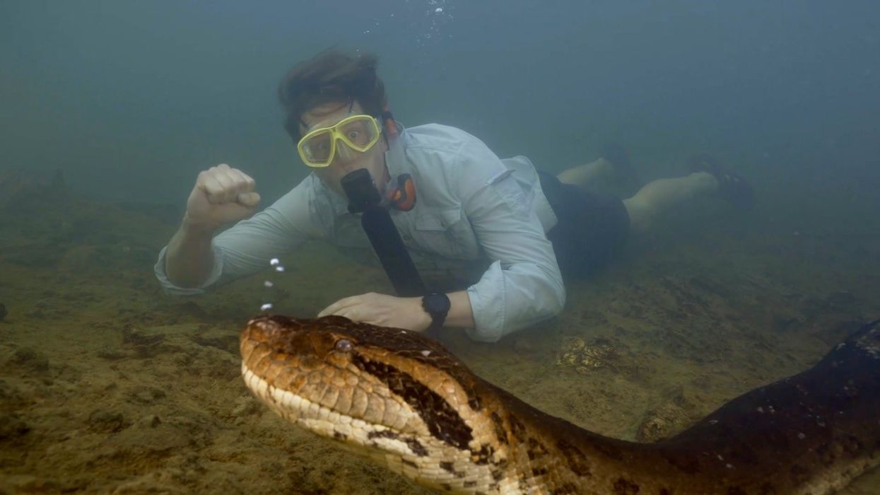 Gigantic snake with 'human-sized head' discovered in Amazon
