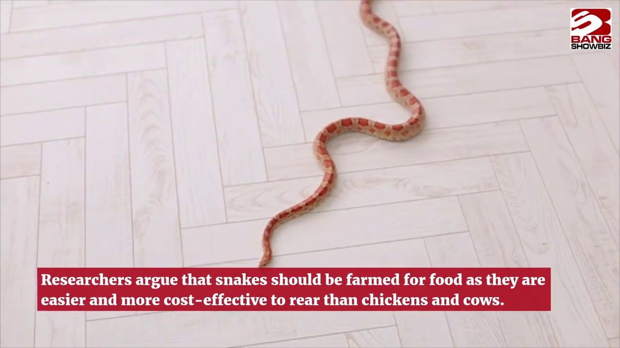 Could snakes become the latest hyped 'superfood'?