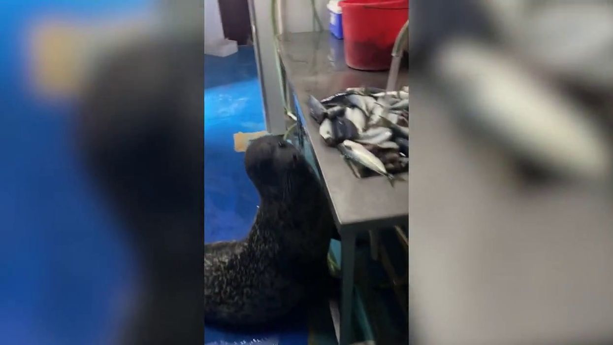 Sneaky seal caught stealing fish from kitchen in zoo thinking he's alone