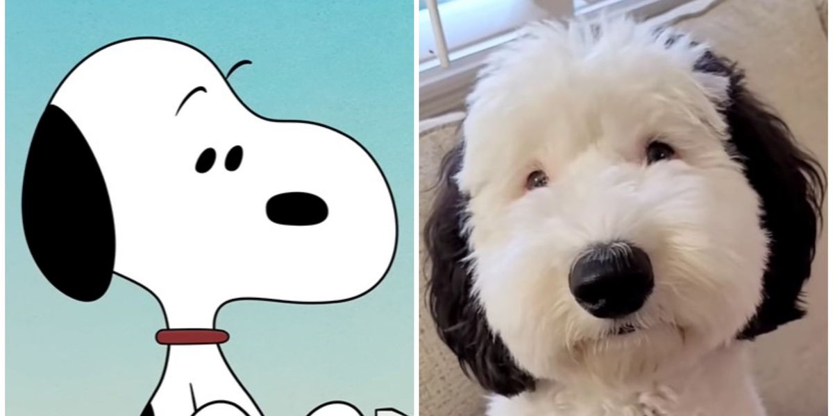Real life 'Snoopy' dog becomes viral sensation | indy100