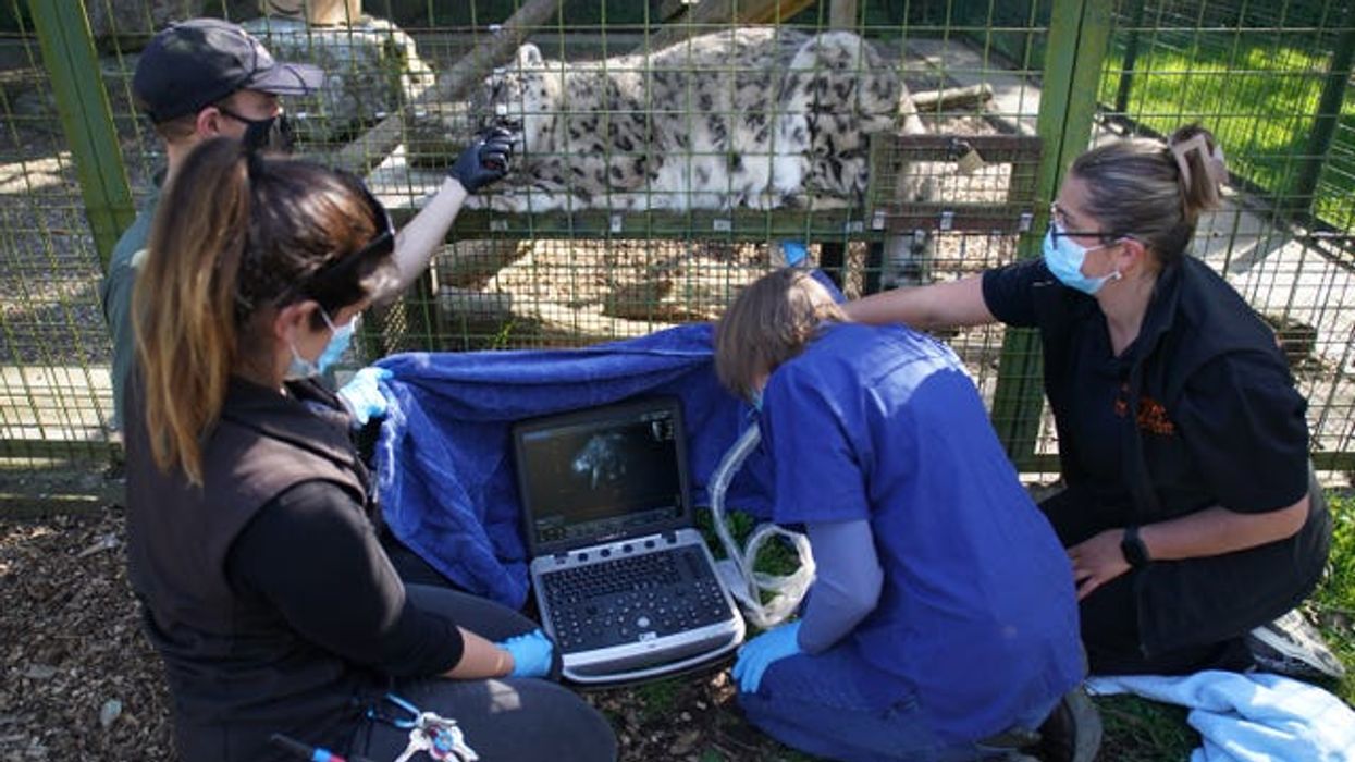 Snow leopard Laila being prepared for her ground-breaking ultrasound procedure