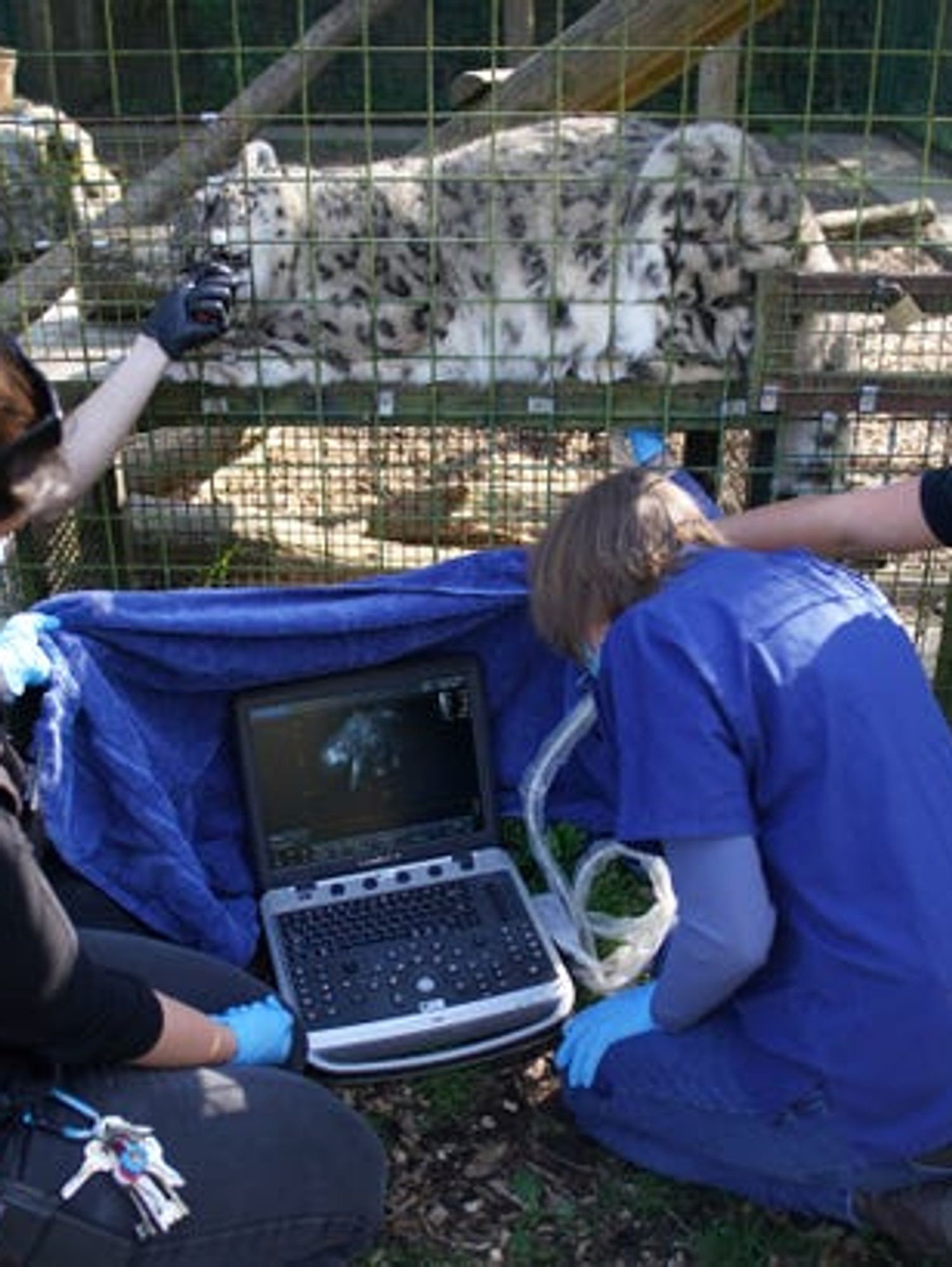 Snow leopard Laila being prepared for her ground-breaking ultrasound procedure
