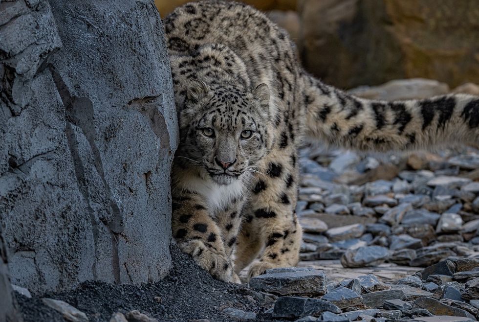 Snow leopards arrive at Chester Zoo for first time in 93-year history