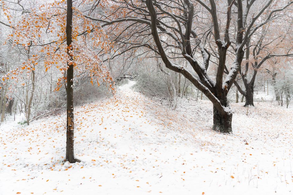 ‘Spellbinding’ image of autumn leaves in the snow wins South Downs photo prize
