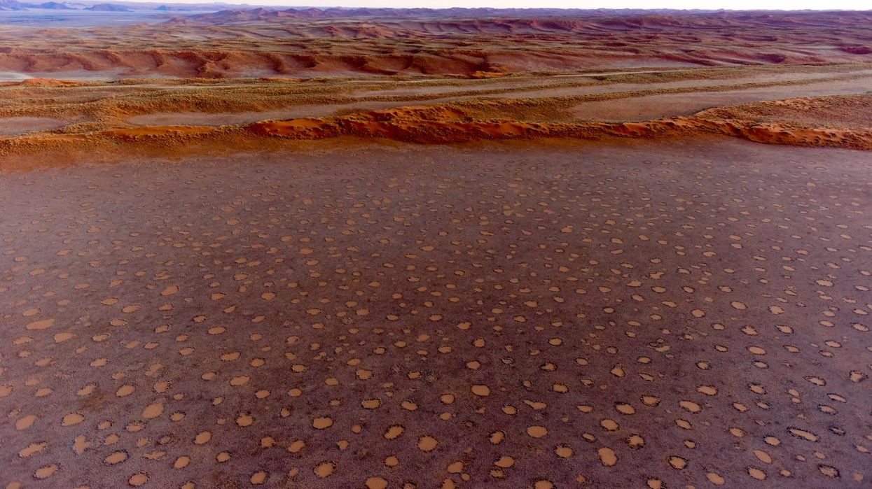 Mysterious fairy circles are increasing across the world and scientists are baffled