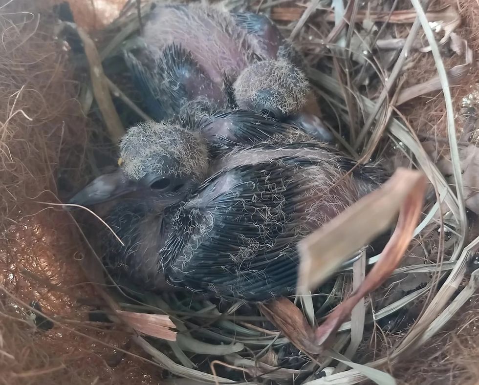 London Zoo celebrates hatching of three eggs from extinct-in-wild dove species