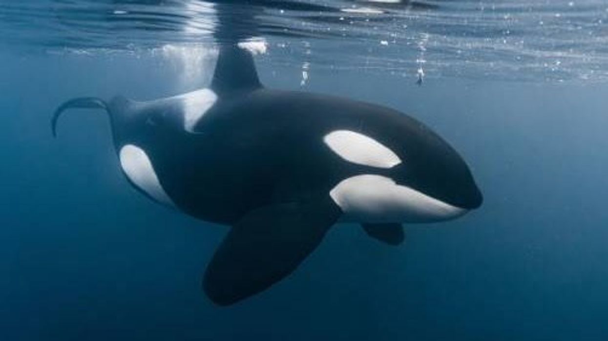 Scientists witness sperm whales using excrement to defend themselves against orcas