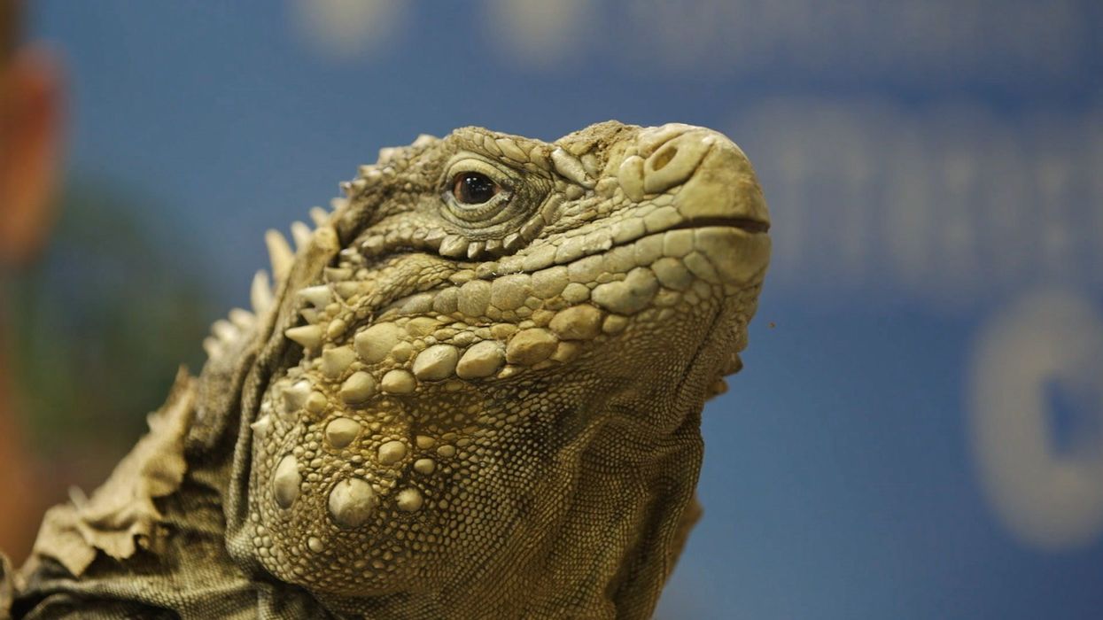 Man does 'most Florida thing ever' and turns iguana eggs into breakfast