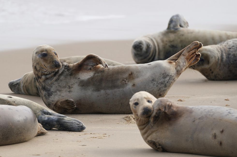 Seals gather to moult their worn-out winter fur on stretch of Norfolk beach