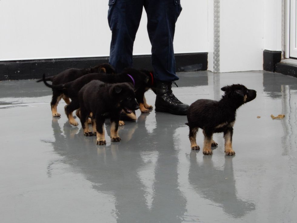 Some of the puppies named in honour of Sgt Mata Ratana