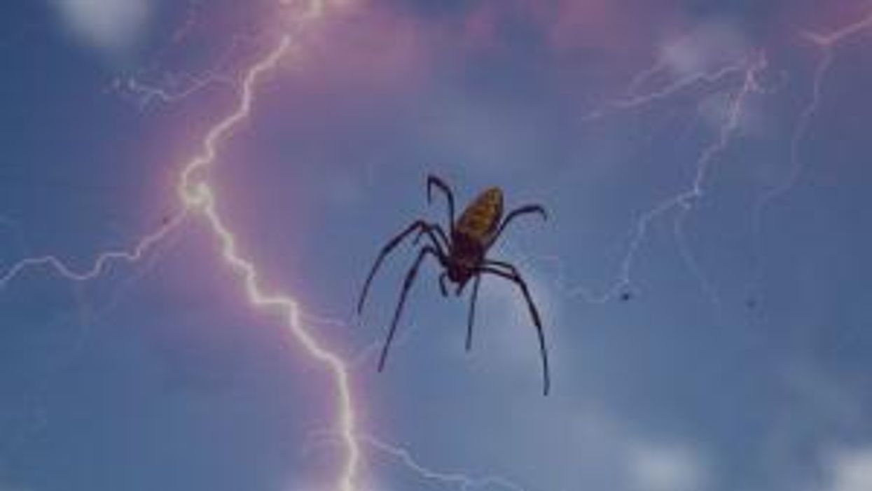 Woman refused to kill a spider for a house guest - and people were supportive