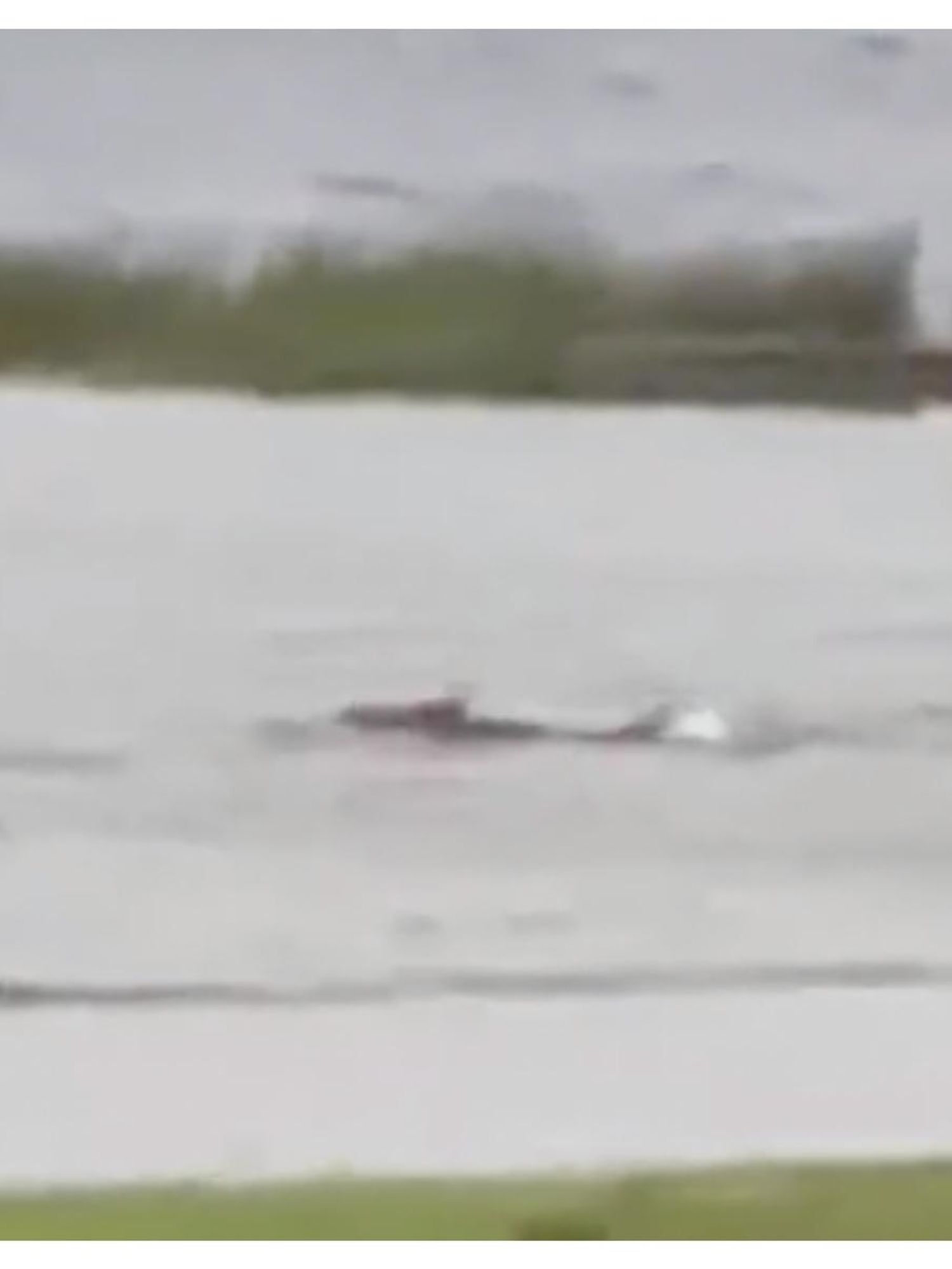 Was there a shark swimming in a Florida street because of Hurricane Ian?