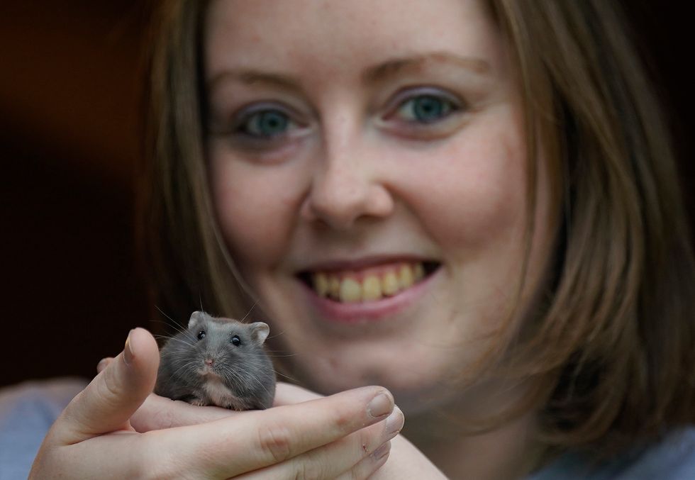 Irish hamster charity advises owners to consider ‘ethical care’ approach