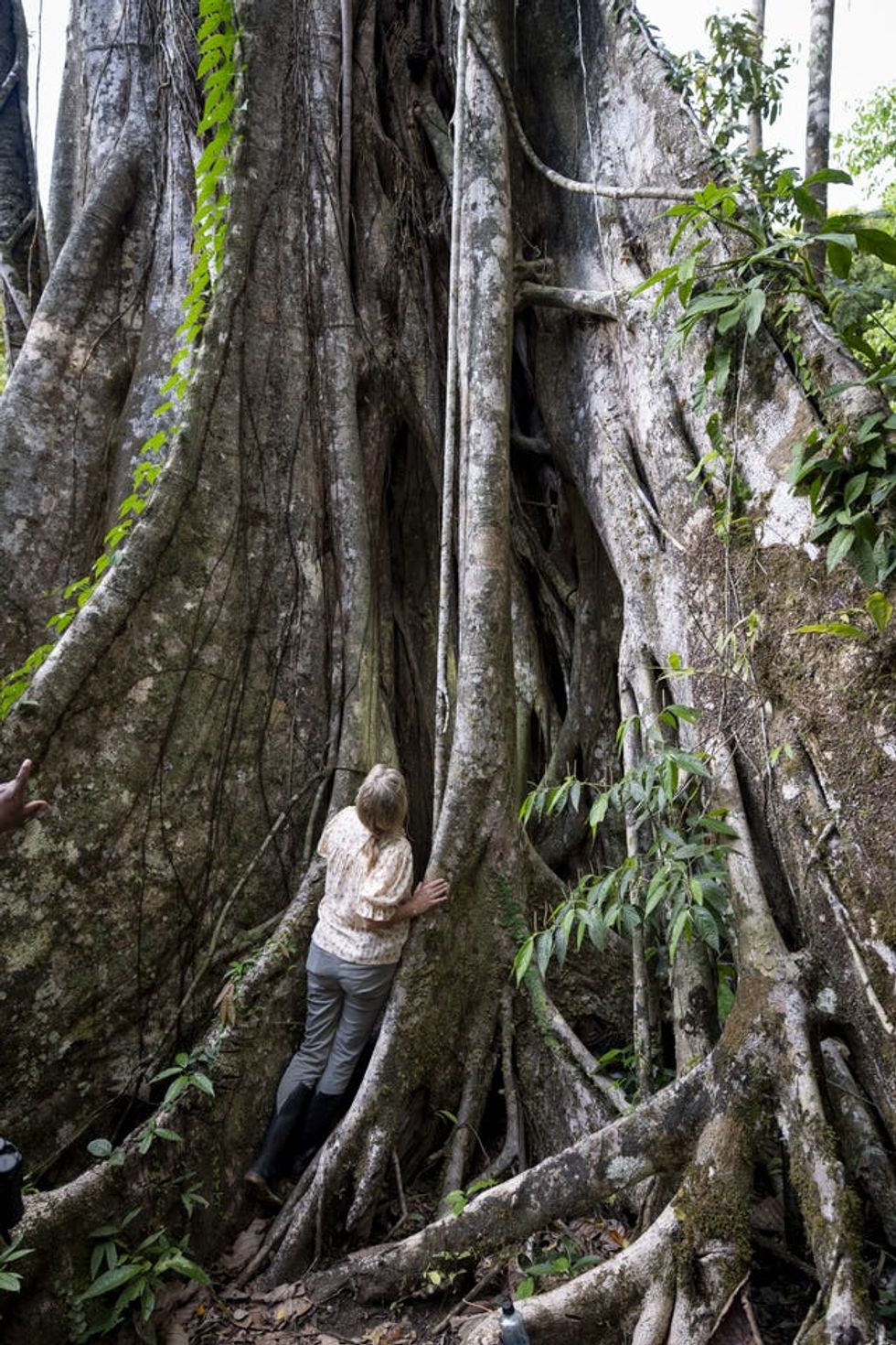 Sophie looks up at the Oje Tree during the biodiversity nature walk