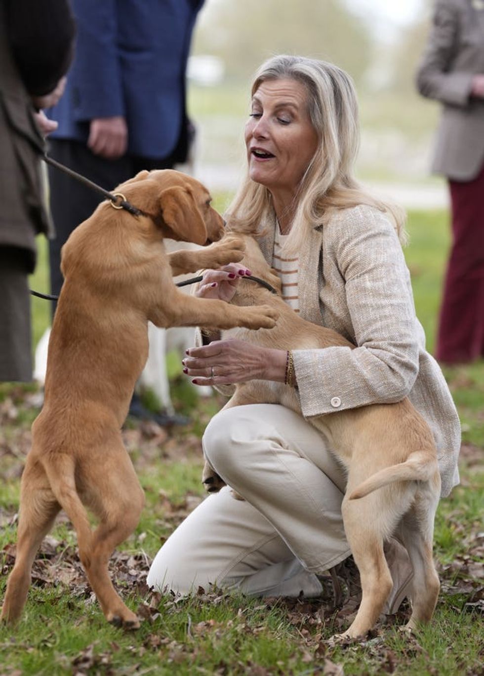 Sophie on one knee holding one dog while another, on a lead, stands on its hind legs and paws at them both