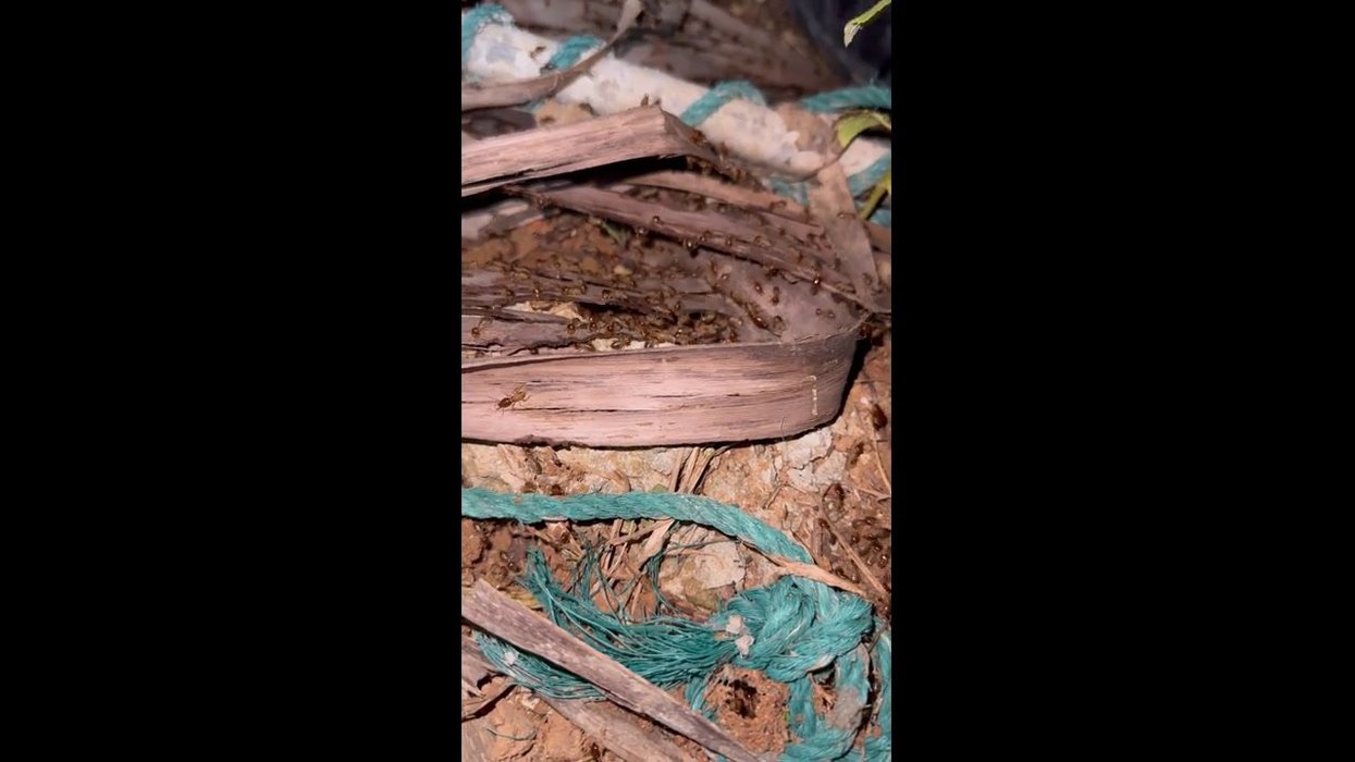 Kamikaze termites kill enemies with exploding 'rucksacks' full of ...