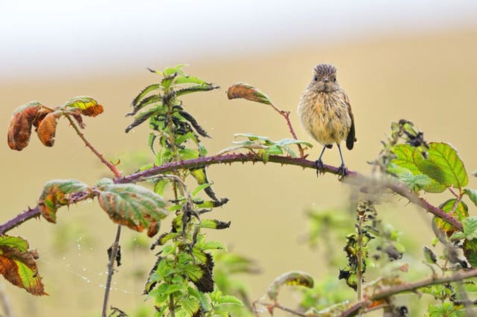 South Downs National Park photo competition