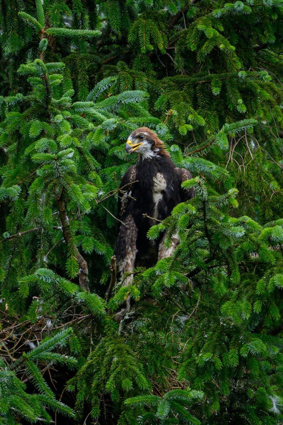 South of Scotland Golden Eagle Project