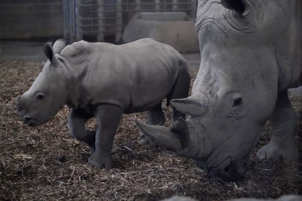 Southern white rhinoceros born at Dublin Zoo
