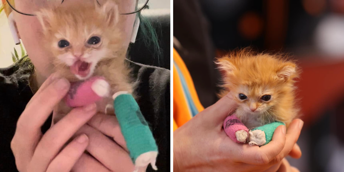 Viral kitten Tater Tot dies just days after catching illness | indy100