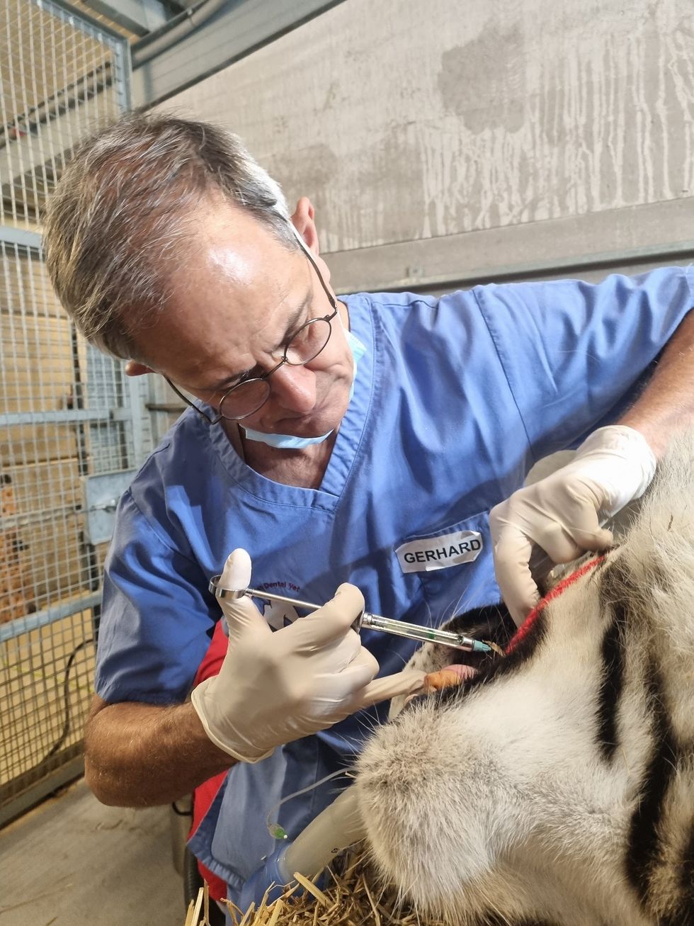 Specialist Dental Vet Gerhard Putter helps Skah the tiger with his toothache.