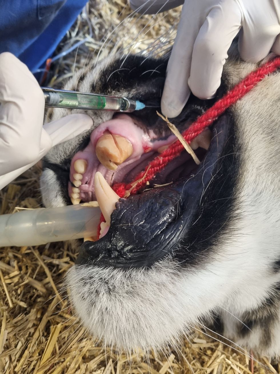 Specialist Dental Vet Gerhard Putter helps Skah the tiger with his toothache