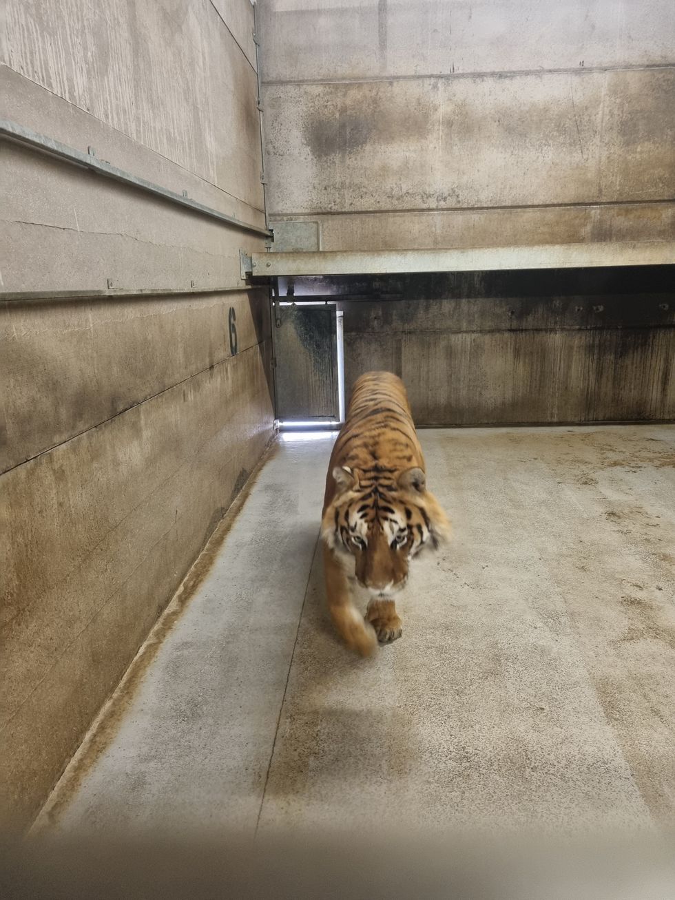 Specialist Dental Vet Gerhard Putter helps Skah the tiger with his toothache