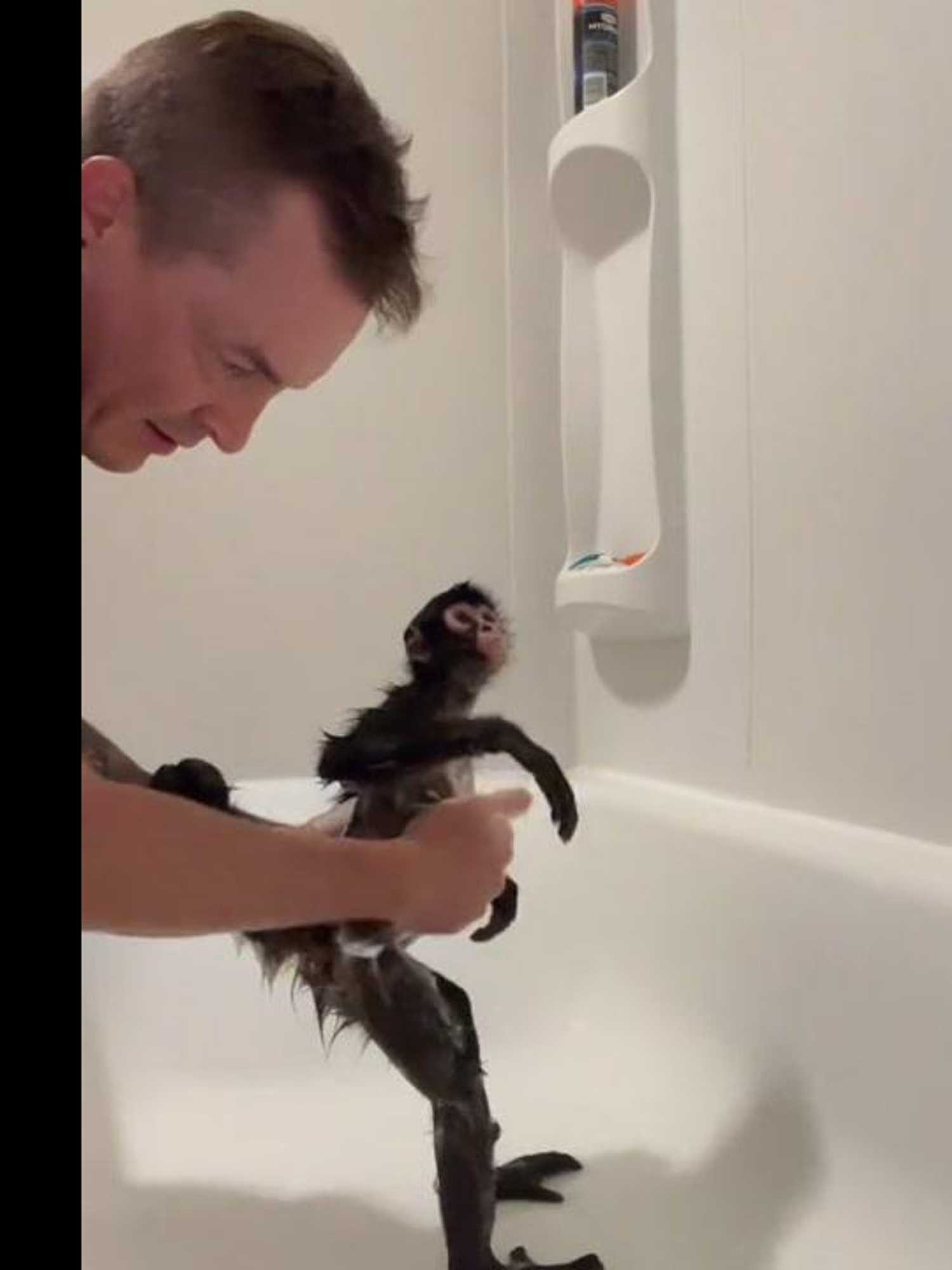 Spider monkey taking a bath is the cutest thing you'll see today