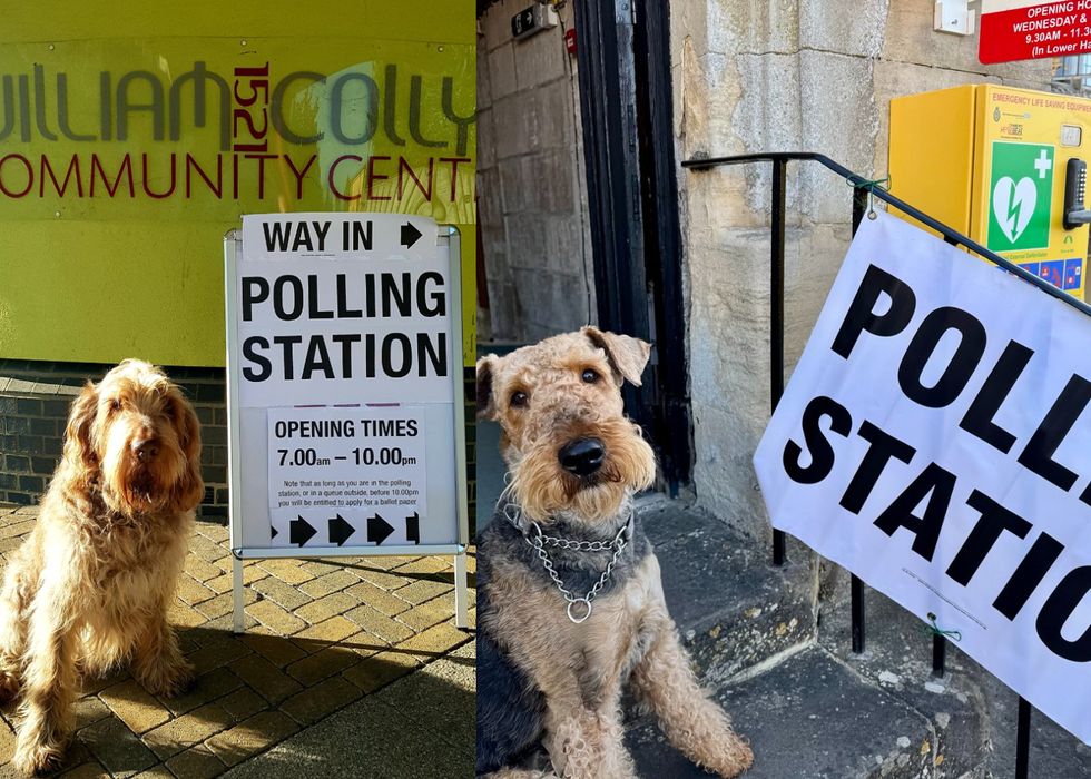 Dogs pose outside polling stations as owners urge voters to do ‘civic duty’