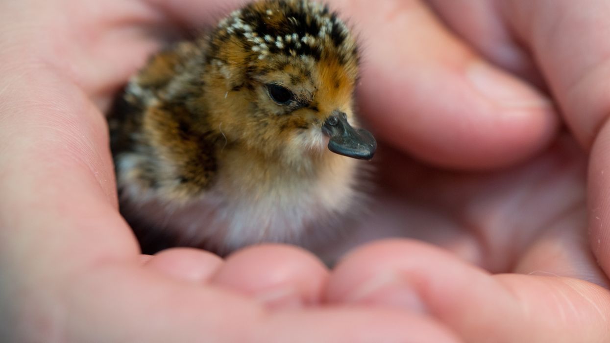 Spoon-billed sandpiper chick, one of the rarest birds in the world (WWT/PA)
