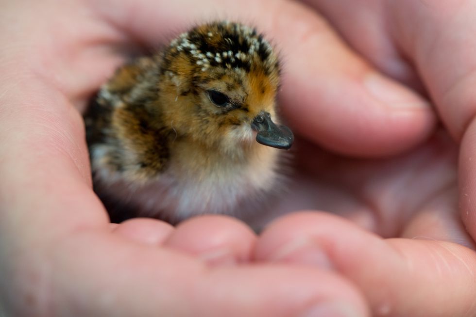 Spoon-billed sandpiper chick, one of the rarest birds in the world (WWT/PA)