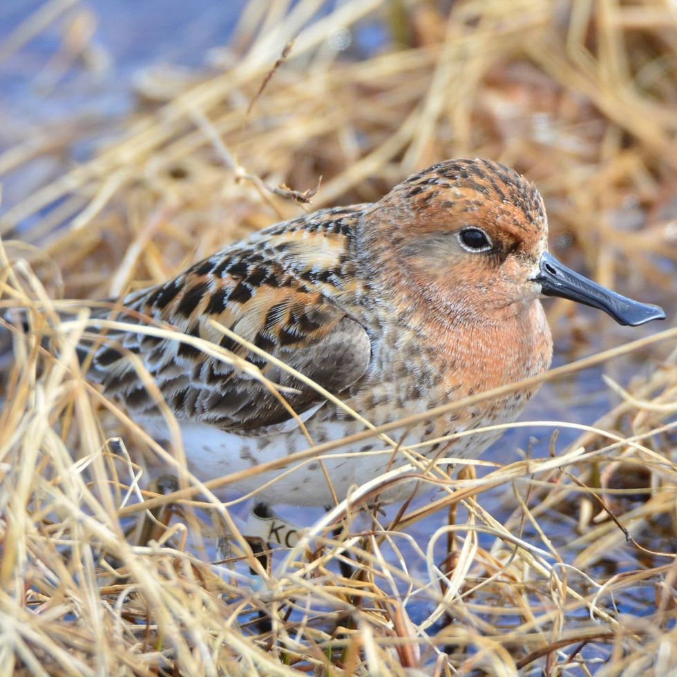 Spoon-billed sandpiper get their name from their unusual shaped bills (WWT/PA)