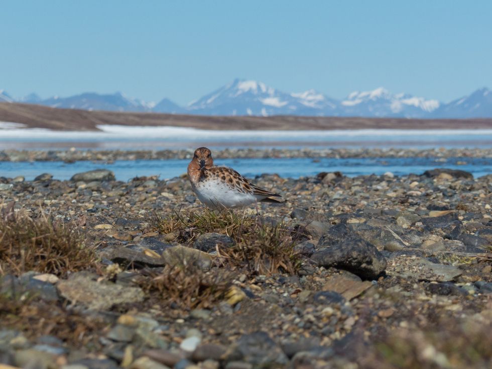 Spoon-billed sandpiper in its breeding grounds (WWT/PA)