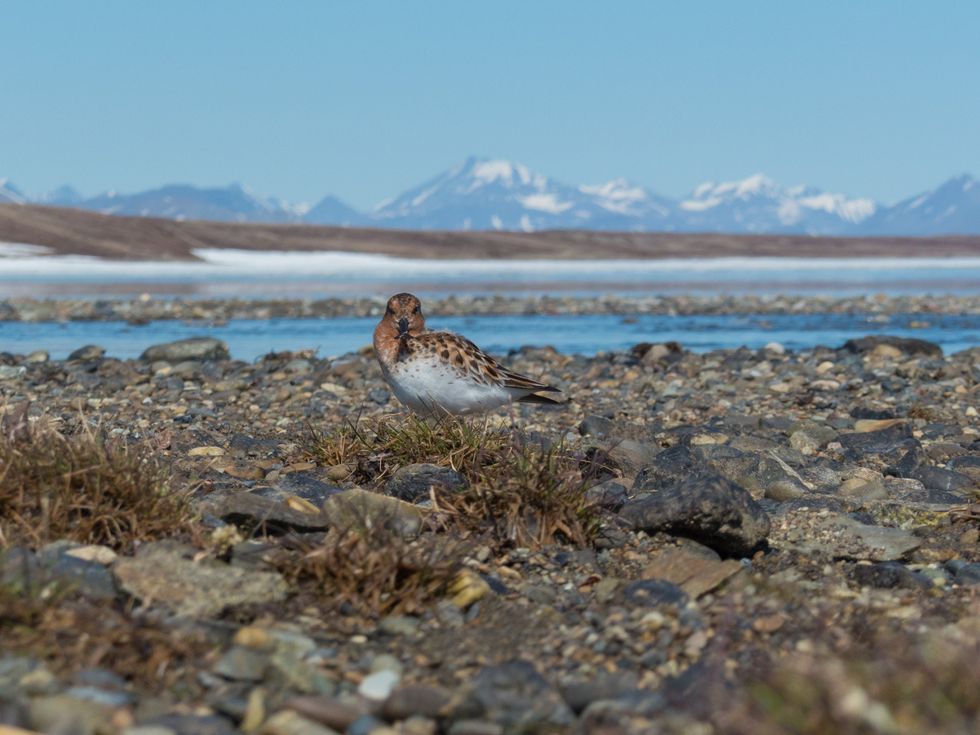 Spoon-billed sandpiper in its breeding grounds (WWT/PA)