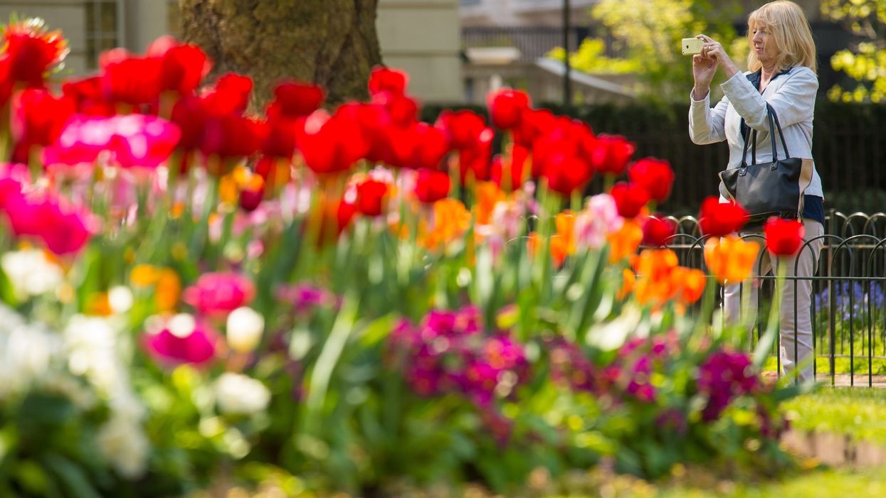 Spring flowers