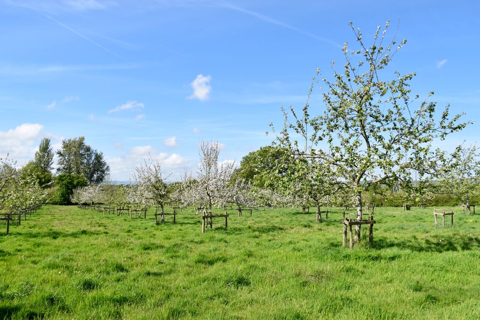 Spring orchard, Elbury, Killerton