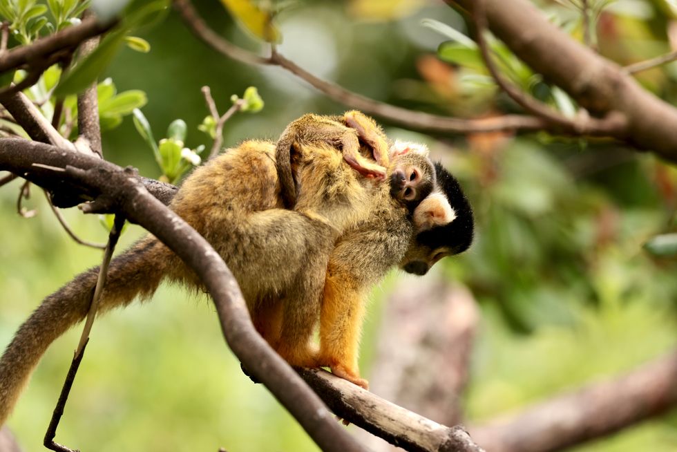 Squirrel monkey babies (c) Sheila Smith ZSL London Zoo