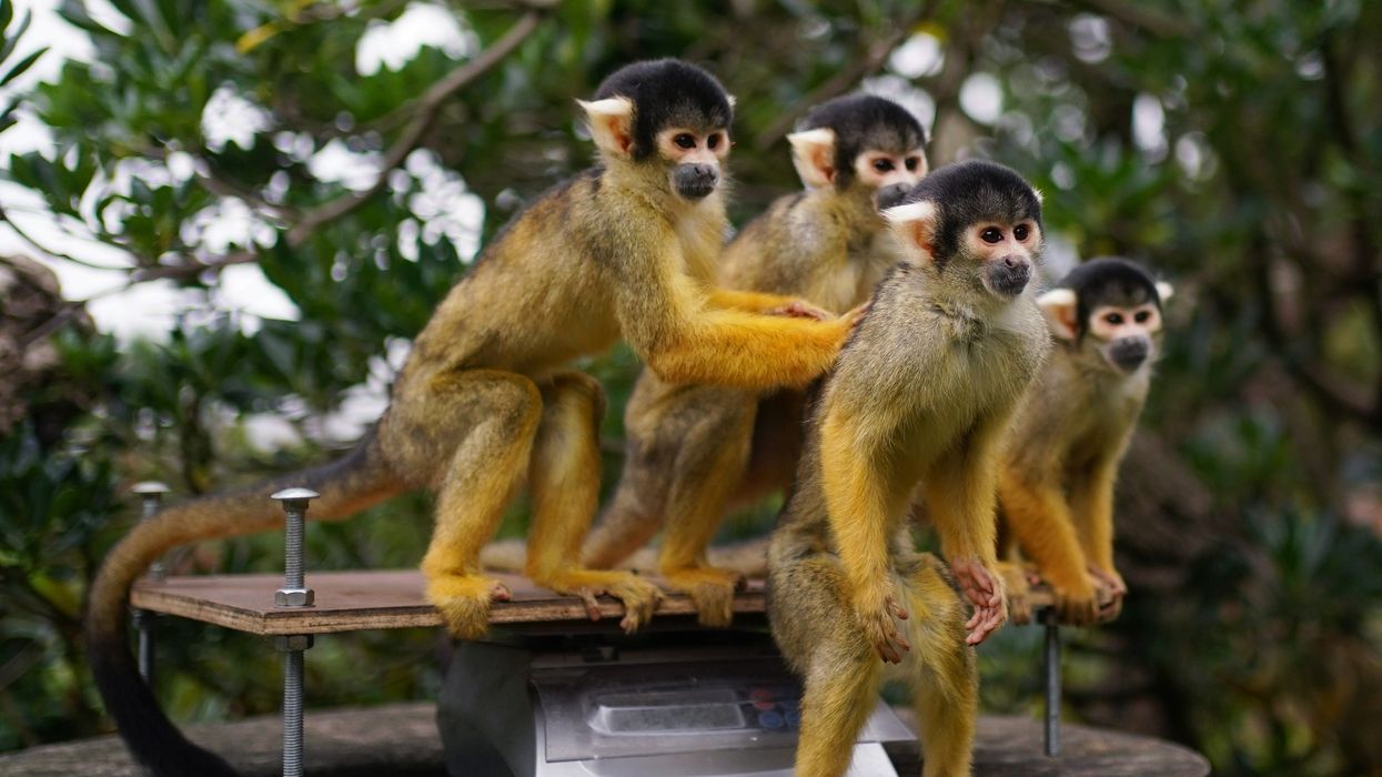 Squirrel monkeys during the annual weigh-in at ZSL London Zoo (Yui Mok/PA)
