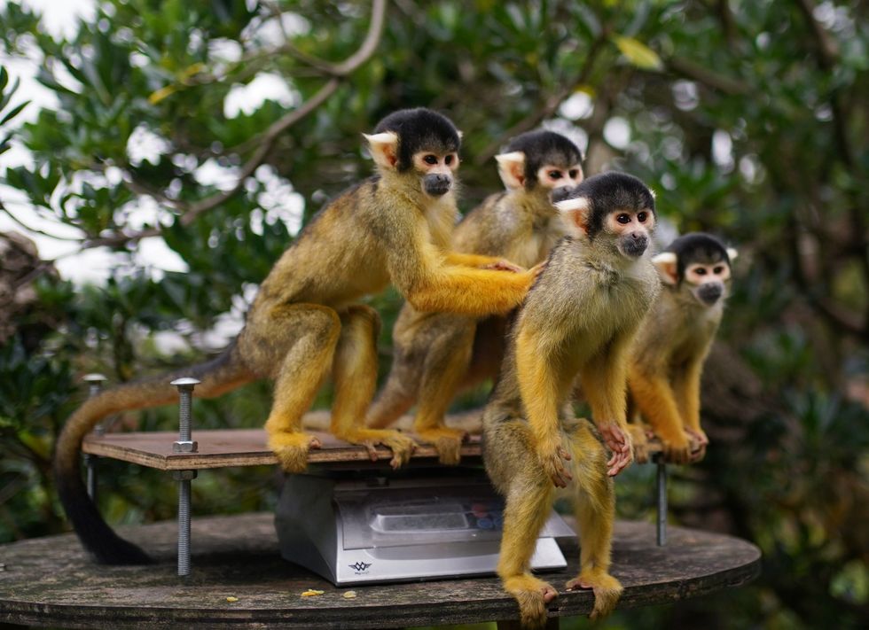 Squirrel monkeys during the annual weigh-in at ZSL London Zoo (Yui Mok/PA)